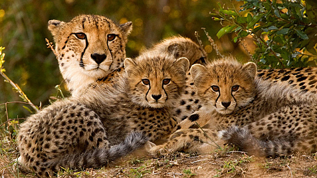 Саудовская Аравия запускает программу восстановления популяции гепардов