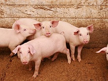 УрФО: порно детское, шведское и каникулы под вопросом