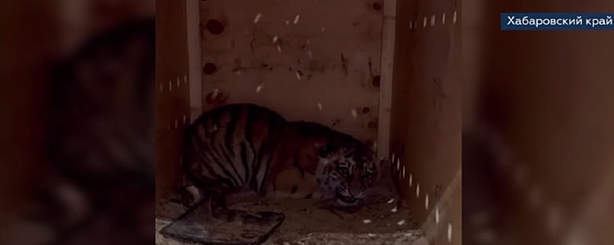 Губернатор Михаил Дегтярев подтвердил, что найденного в Хабаровском крае тигренка назвали Бархат