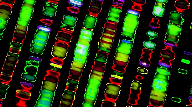 Биологи заново пересчитали гены в человеческой ДНК