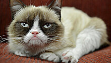 Интернет-звезда "Сердитый котик" посетил бродвейский мюзикл "Кошки"