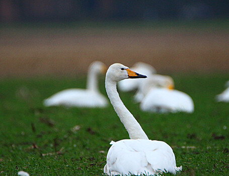 В заповедниках популяция лебедей растет в 30 раз быстрее, чем в дикой природе