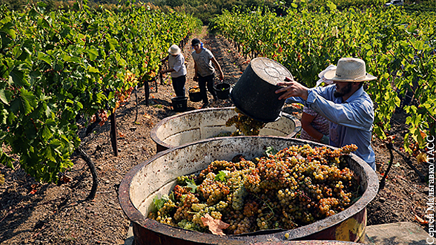 Российское вино прошло испытание импортом и погодой