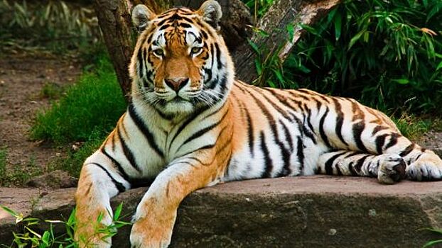 "Тигры и люди" выходят на большой экран