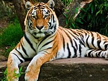 "Тигры и люди" выходят на большой экран