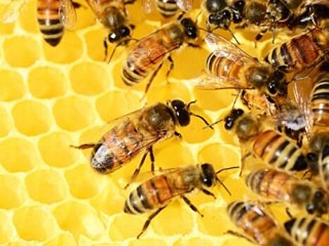 В Башкирии происходит массовая гибель бурзянской пчелы