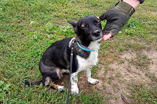 В Домодедово нашли собаку Еву, которую несколько дней искали всем аэропортом