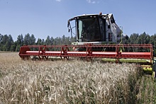 Пошли на рекорд: Сеченовский район стал лидером по урожаю зерна