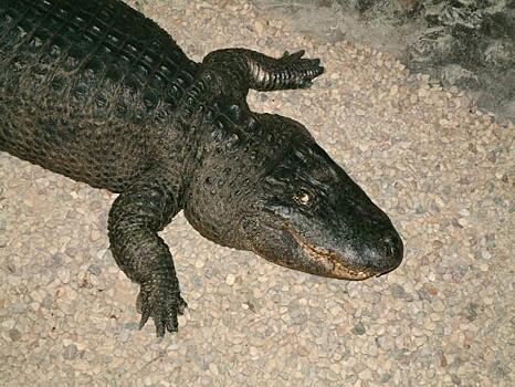 Новоявленный депутат свердловского парламента выпустил крокодила в Исеть