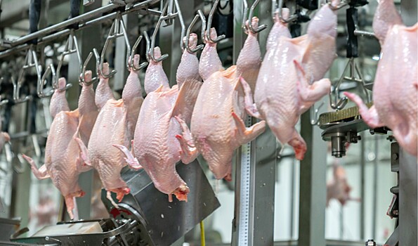 Мясоперерабатывающее предприятие в Гомеле нарастит производство