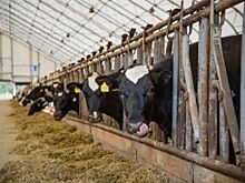 Молочная ферма «Мираторг» планирует произвести более 6 тыс. тонн молока