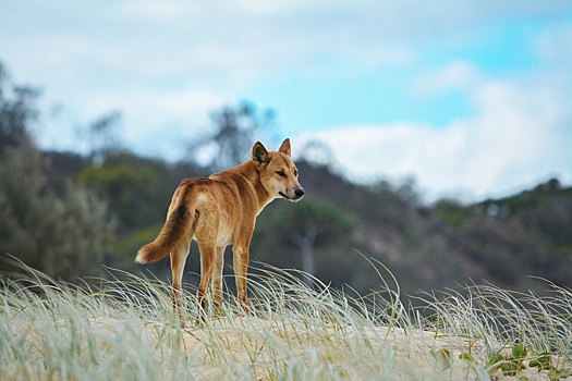 В Австралии разрешат заводить диких собак динго в качестве домашних питомцев