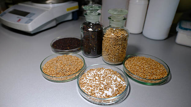 Разработаны новые сорбенты для контактной сушки семян пшеницы