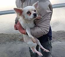В Челябинске спасли собаку, дрейфующую на льдине по озеру Смолино