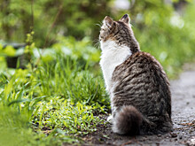 Ученых удивила причина вымирания животных в Австралии