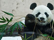 В Московском зоопарке свели панд для получения потомства