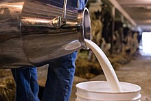 Около 720 тыс тонн молока произвели в Подмосковье в 2021 г