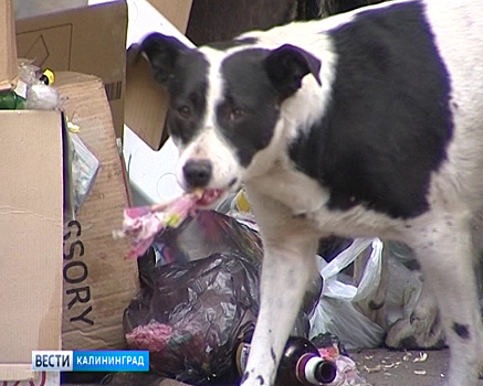 За полгода в Калининградской области отловлено более 900 бродячих животных