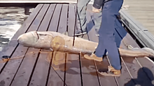 Гигантский двухметровый сом, которого выловили в Преголе, станет экспонатом Музея Мирового океана
