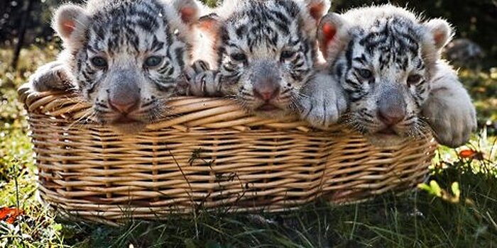 В WWF заявили о росте популяции тигров