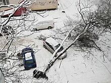 Вырванное с корнем дерево обрушилось на автомобиль в Ставрополе