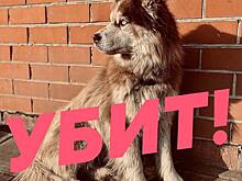 В Калуге мужчина убил собаку, которая погналась за его свиньей