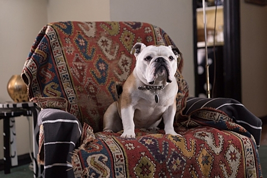 Внутренний хипстер Джармуша