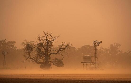 Ученые: экология Австралии пережила «худший год этого века»