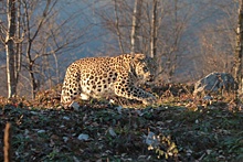 Первыми в мире российские ученые получили потомство леопардов в неволе и подготовили его к жизни на свободе