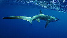 В районе Антальи рыбаки поймали пятиметровую акулу