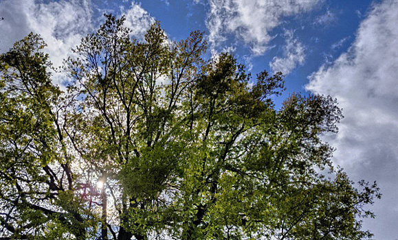 В Самаре начался сезонный уход за растениями