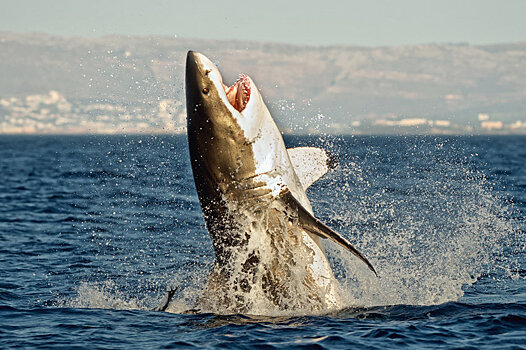 Ученые предсказали появление белых акул на Сахалине