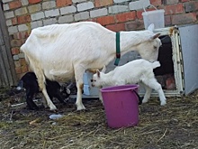 Грустную козу увидели из окна электрички: как хозяйки фермы под Багратионовском искали глубоко беременное стадо