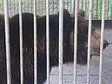 Общественники рассказали о жизни косолапого Малыша и исполнении поручений Алексей Текслера