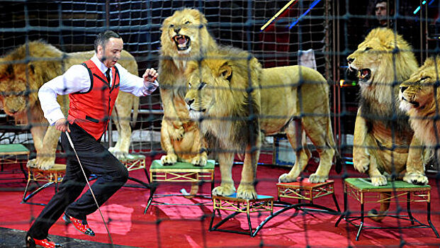 Медведев подписал требования о животных в цирках