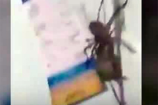 Поймавший мышь гигантский паук напугал пользователей сети