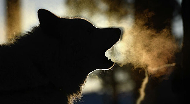 За три месяца собаки покусали около 700 жителей Красноярского края