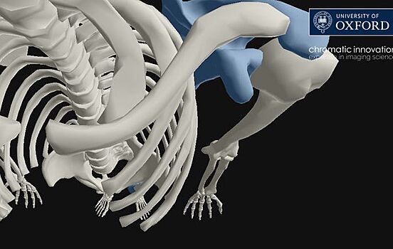 Новая 3D-модель поможет раскрыть происхождение суставной боли