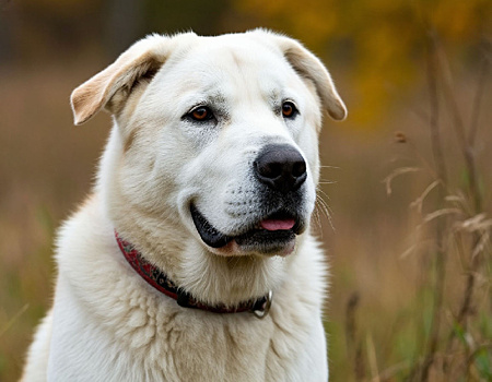 Амурчанку оштрафовали за алабая, который покусал женщин на улице