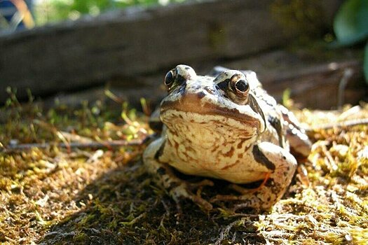 Ученые объяснили, почему среди лягушек находят все больше интерсексов