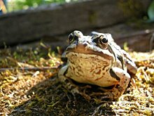 Ученые объяснили, почему среди лягушек находят все больше интерсексов