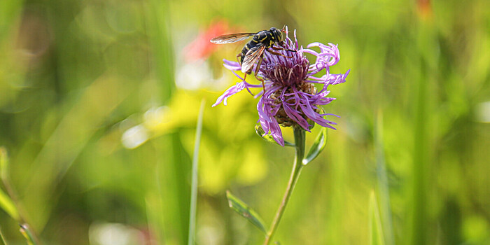 Ученые обнаружили выделяемое осой неизвестное вещество