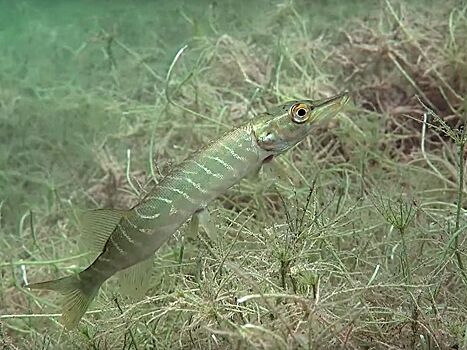 Захватывающие кадры со дна ледяного озера Ключик показали нижегородцам