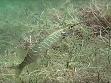 Захватывающие кадры со дна ледяного озера Ключик показали нижегородцам