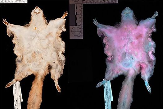Ученые выяснили, что белки-летяги испускают в темноте розовый свет