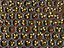 Предприниматели начали осваиваться городское фермерство