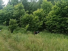 Мотоциклист погиб в лесном массиве Бутурлинского округа