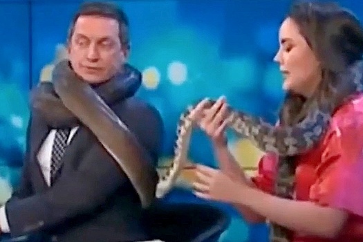 Ведущего ток-шоу в прямом эфире начала душить огромная змея