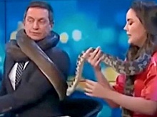 Ведущего ток-шоу в прямом эфире начала душить огромная змея