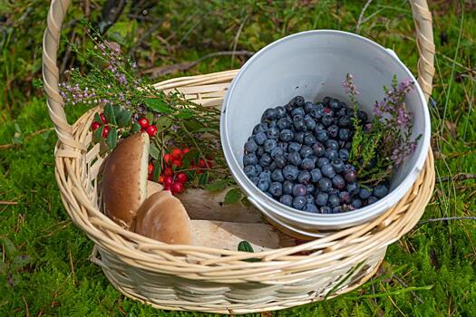 В России появится стандарт на органические продукты из дикорастущего сырья
